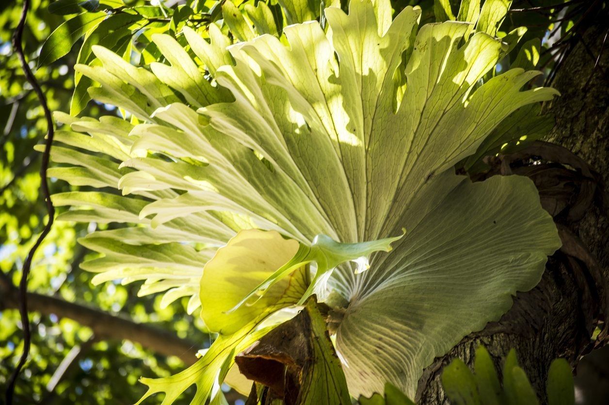 clean staghorn