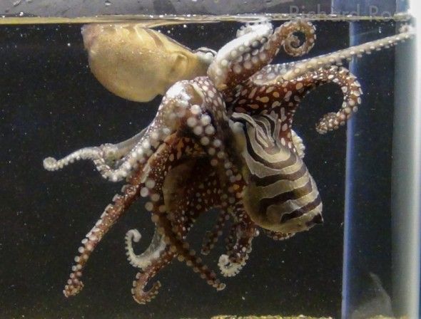 Rare Kissing Octopus Unveiled Live Science