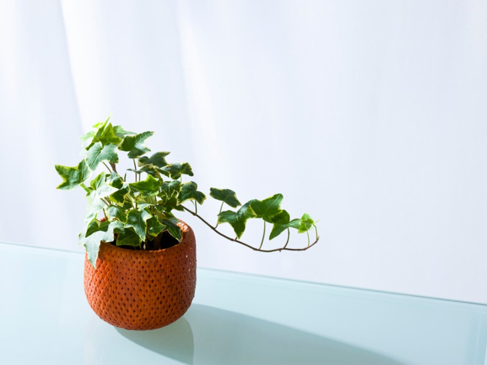 Ivy Plant Care: Tips For Growing Ivy Indoors | Gardening Know How