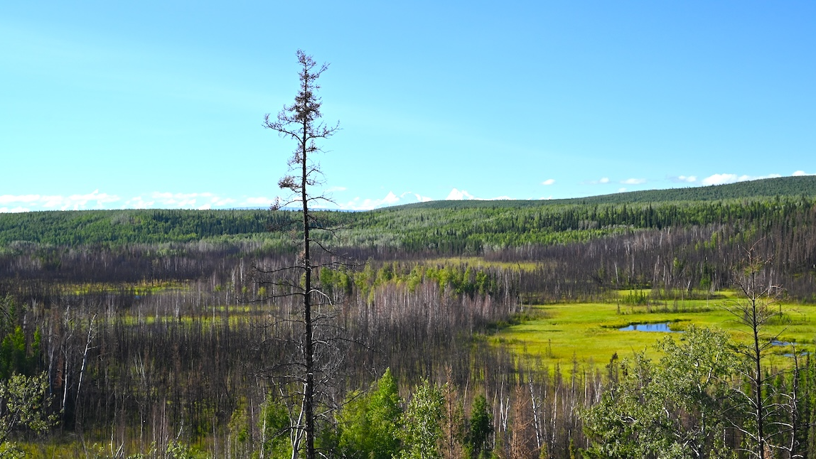 a tall skinny tree stands in front of a lush valley with mountains rising in the distance