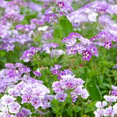 annual phlox 'Sugar Stars' in garden 