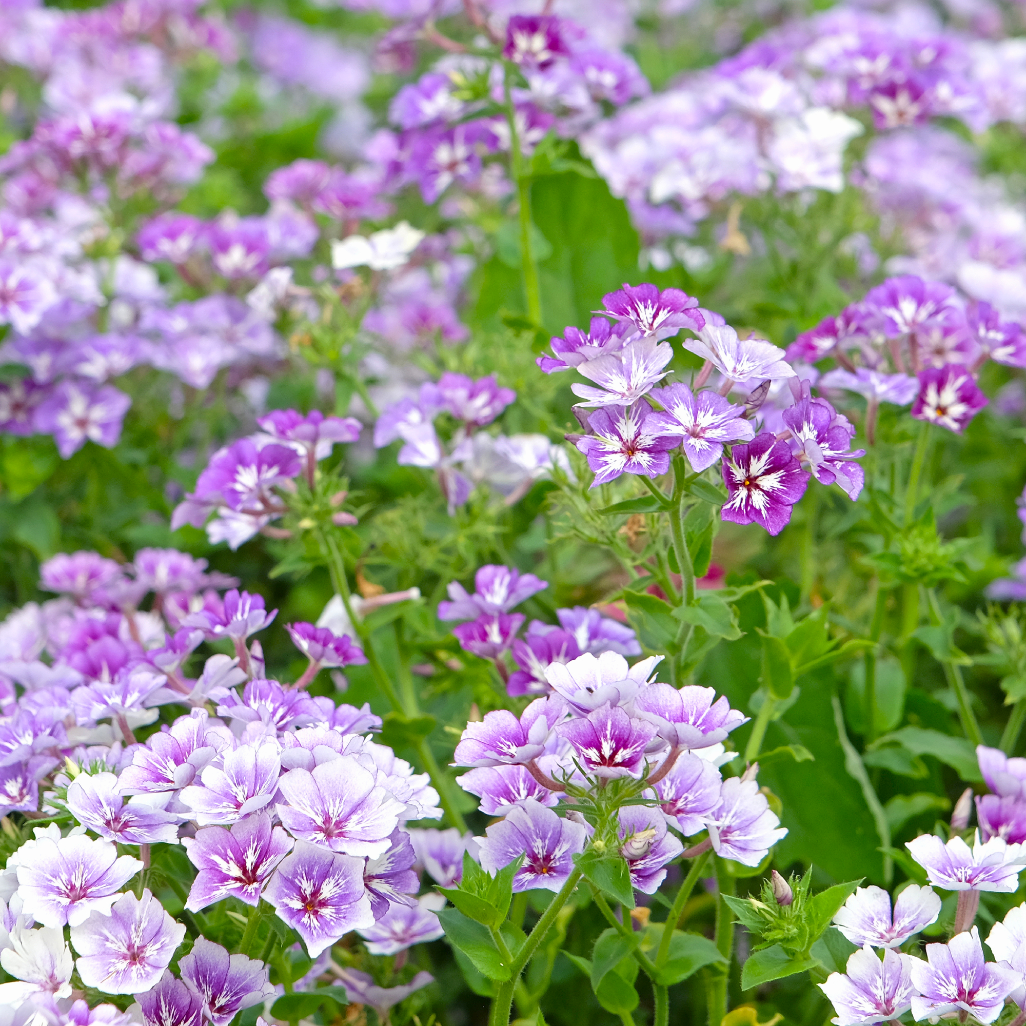 annual phlox 'Sugar Stars' in garden 