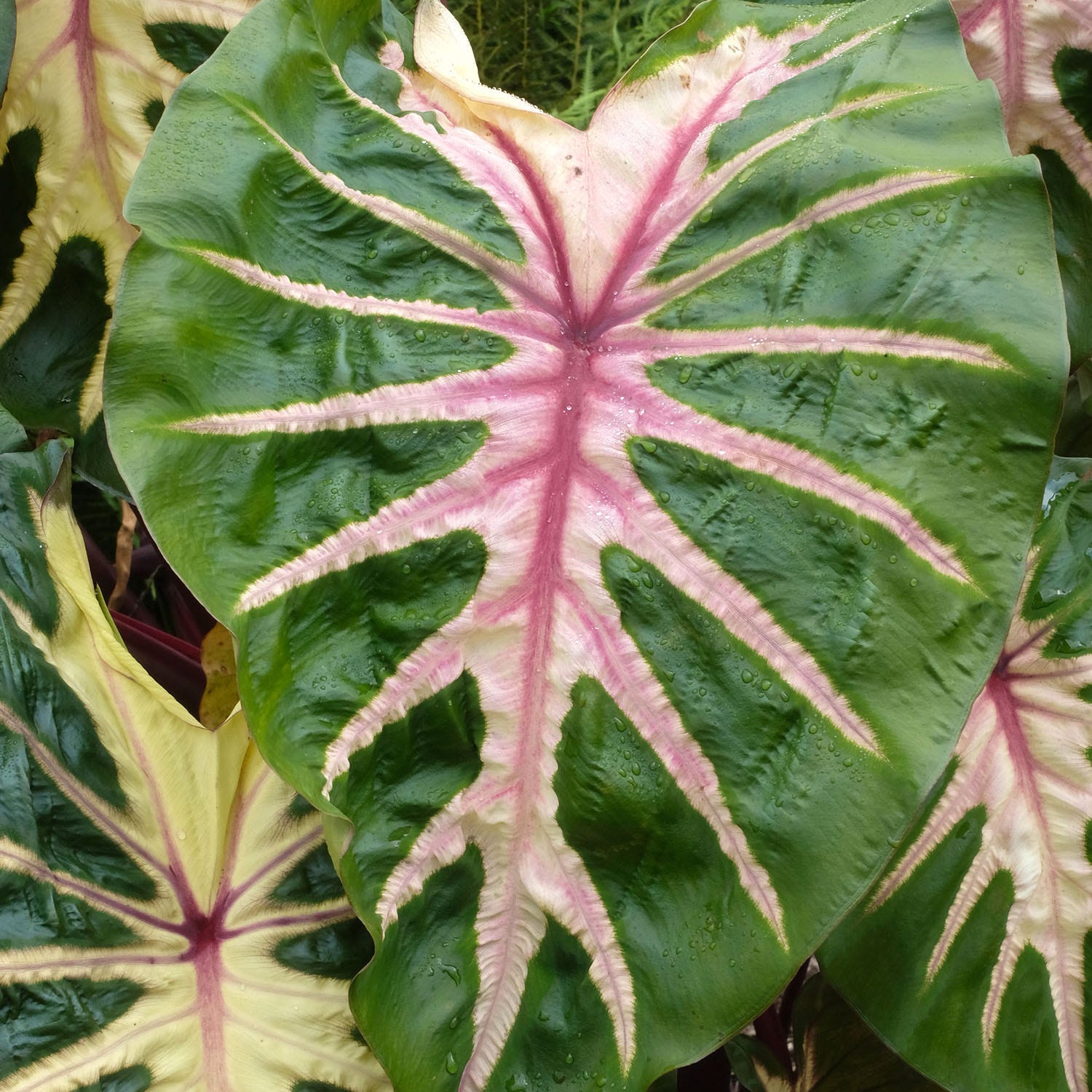 Royal Hawaiian Waikiki Colocasia Plant