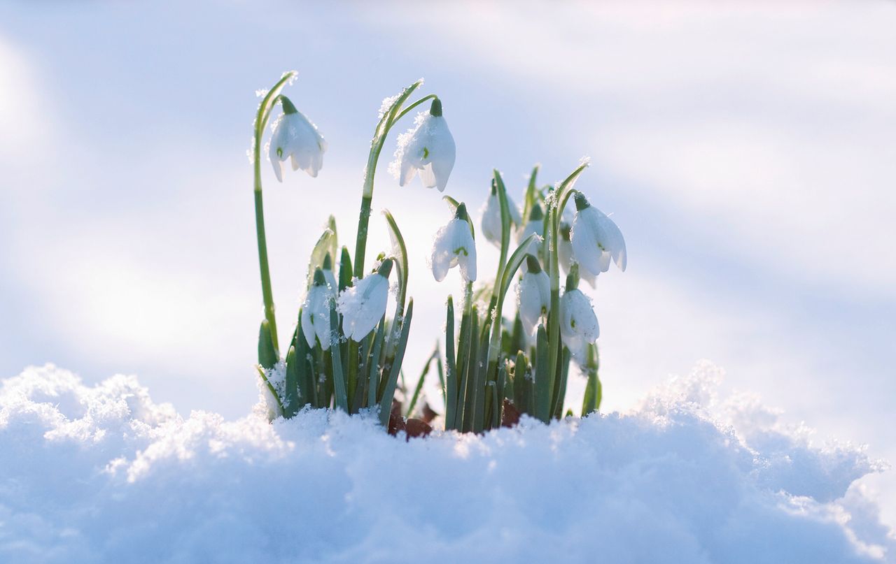 Tougher than they look: snowdrops can cope with being snowed on.