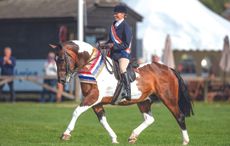 Training the cob well should lead to success in the show ring