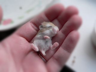 Tiny mouse