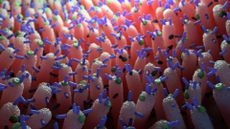 close up of cells lining the human gut, showing multicolored bacterial cells floating just above the gut cells