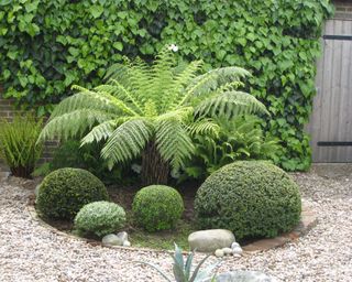 Dicksonia tree fern surrounded by evergreen shrubs