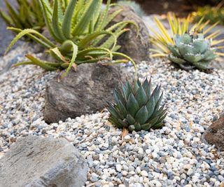 Agave "Blue Glow" in a succulent garden