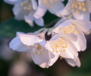 Philadelphus ‘Sybille’