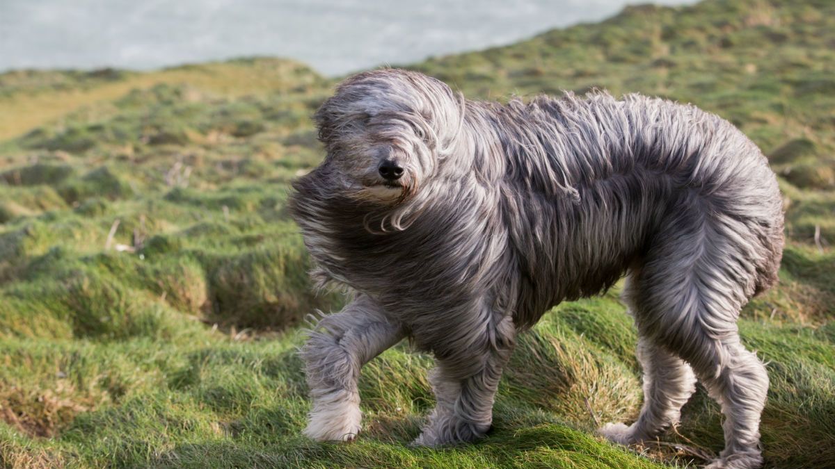6-storm-dog.jpg