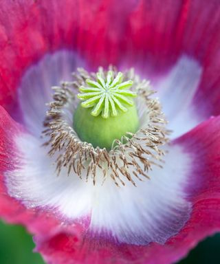 The seedpods of breadseed poppy 'Giganteum' are excellent for flower arranging