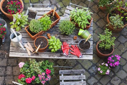 A wooden garden table with potted plants and gardening gloves