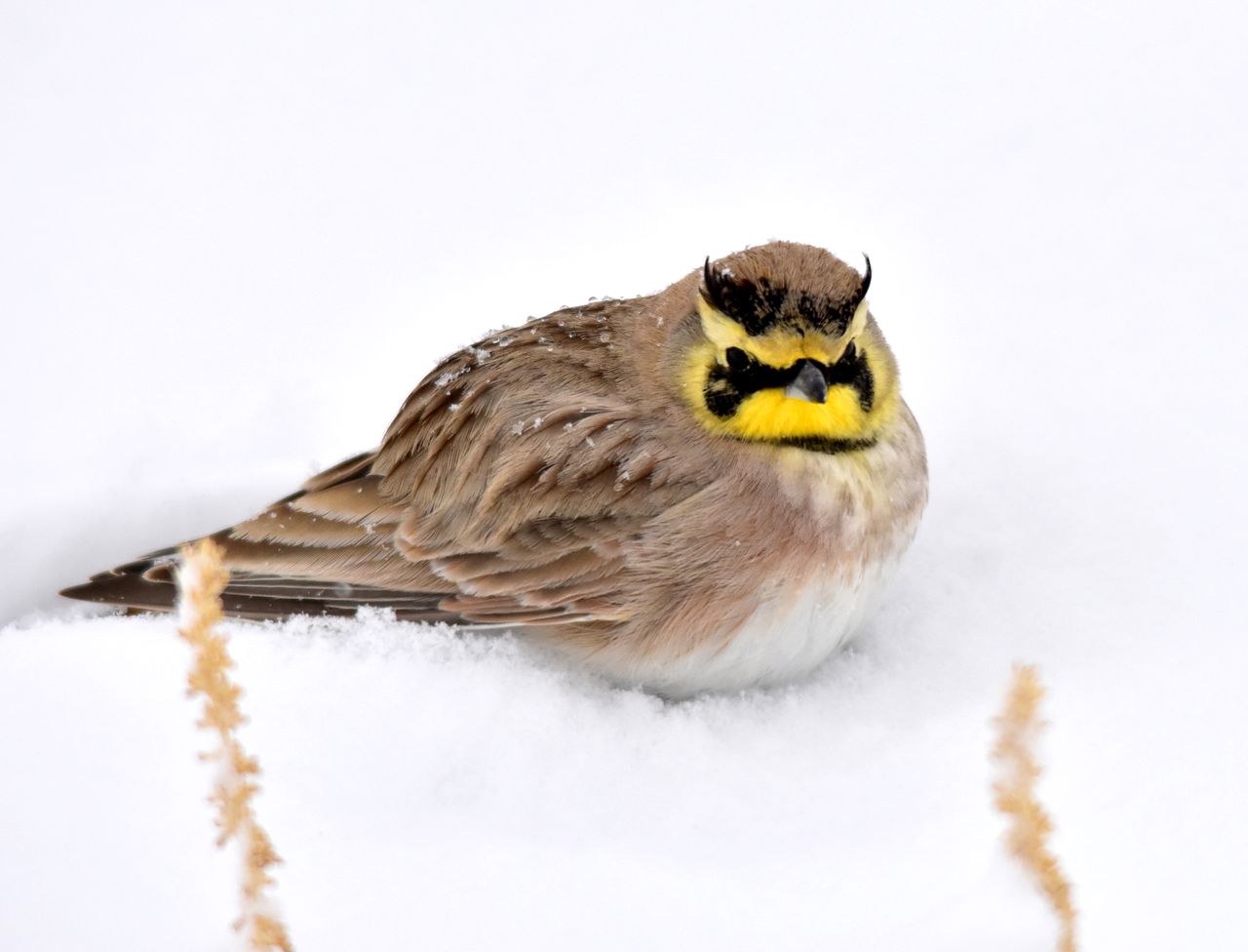 A horned lark.