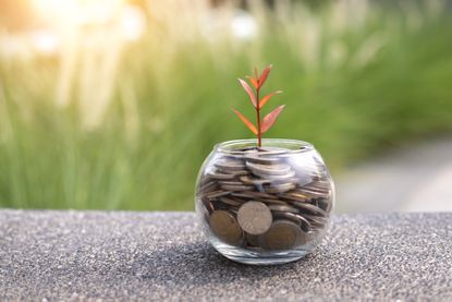 Plant growing out of a jar of coins