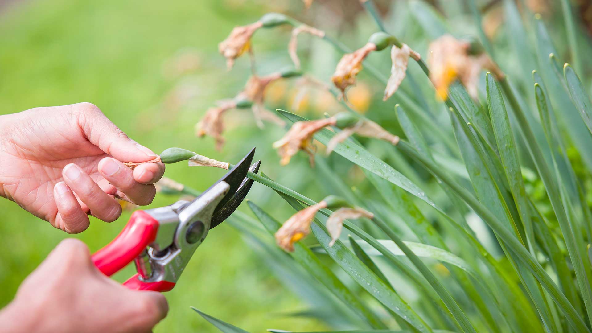 deadheading daffodils