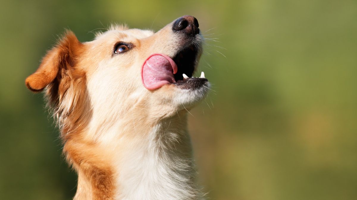 Hungry dog with his tongue hanging out