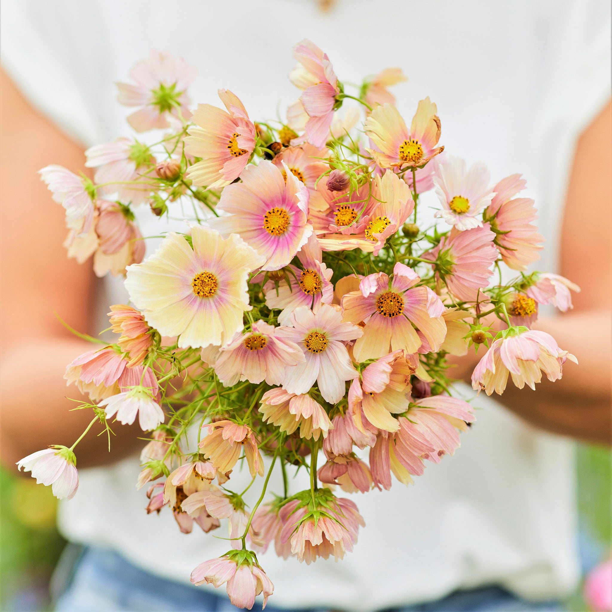 Cosmos Seeds - Apricot Lemonade