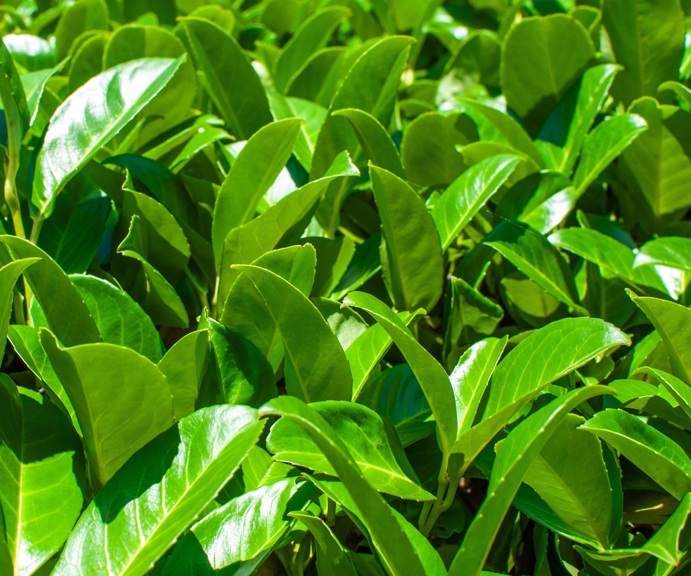 Carolina cherry laurel with bright green leaves