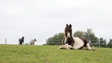 Penny_Farm_July_2017-2-1.jpg