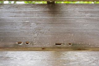 how to get rid of carpenter bees: holes in pergola created by carpenter bee