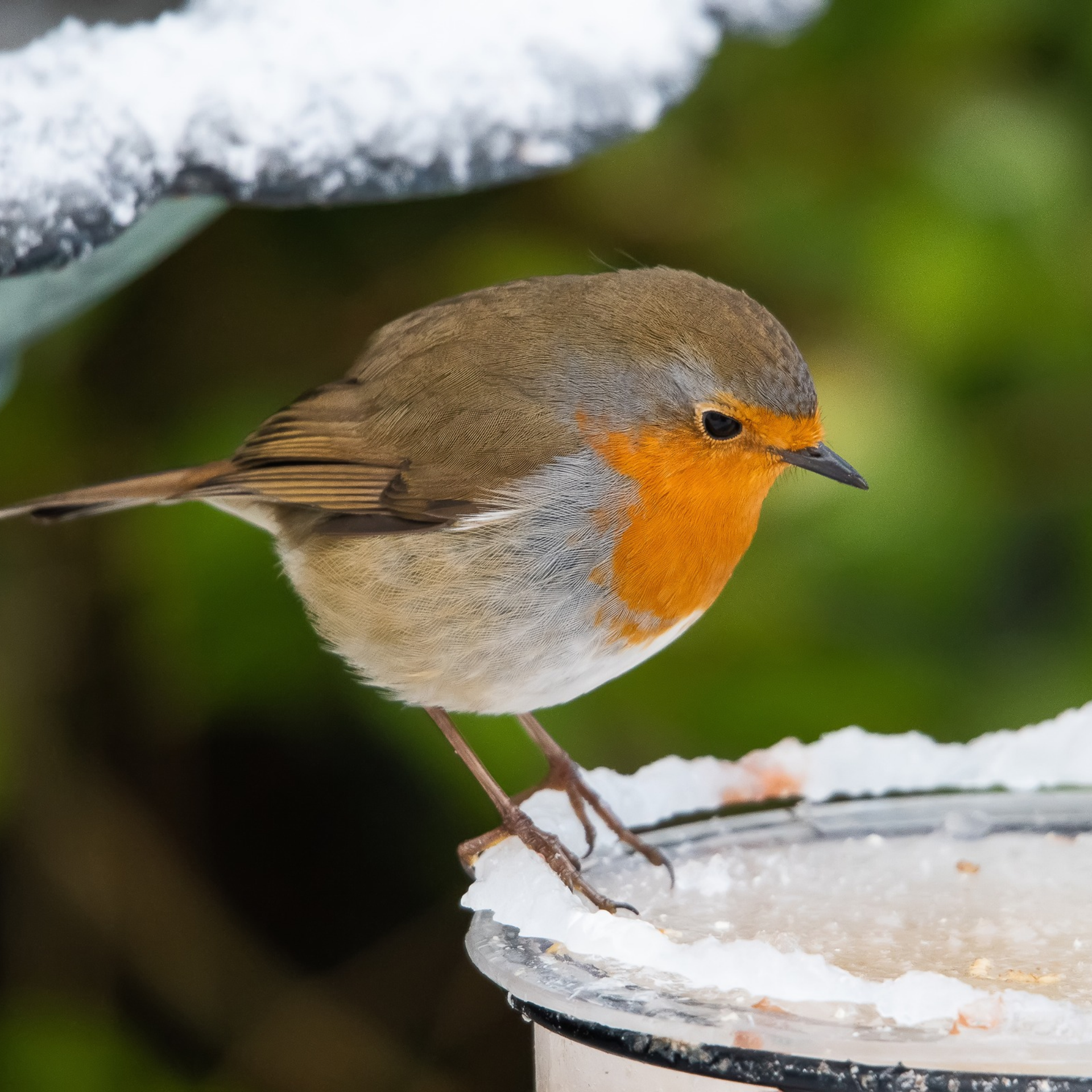 robin on frozen bird bath.