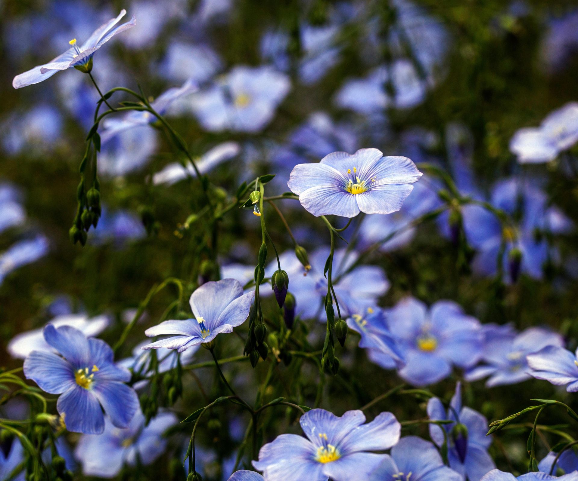 close up of wild blue flax flowers
