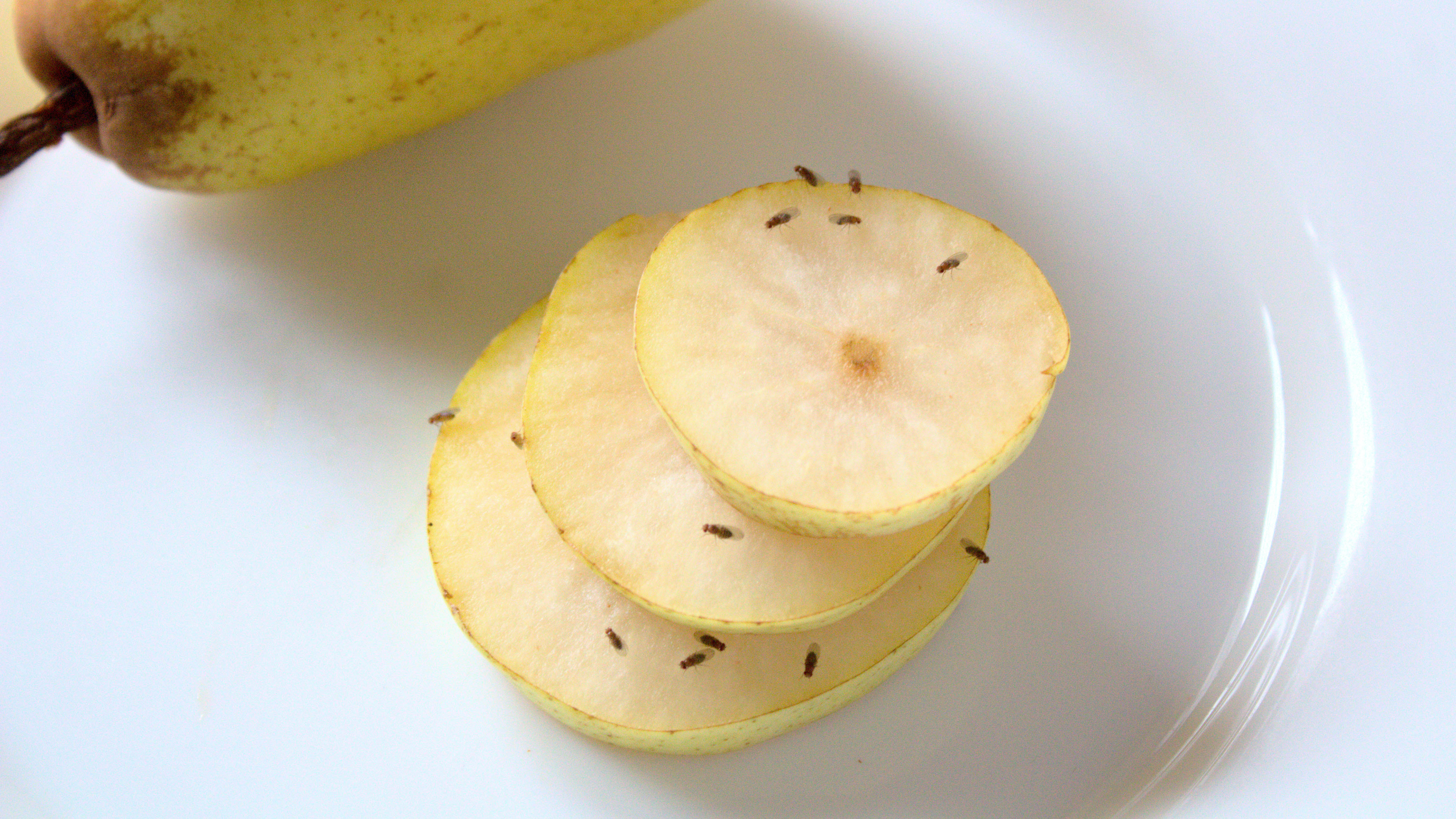 Fruit flies on pear slices