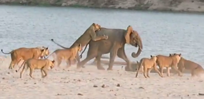 Brave baby elephant survives 14-lion attack
