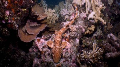 A close up of a brown and white dotted shark amidst corals.