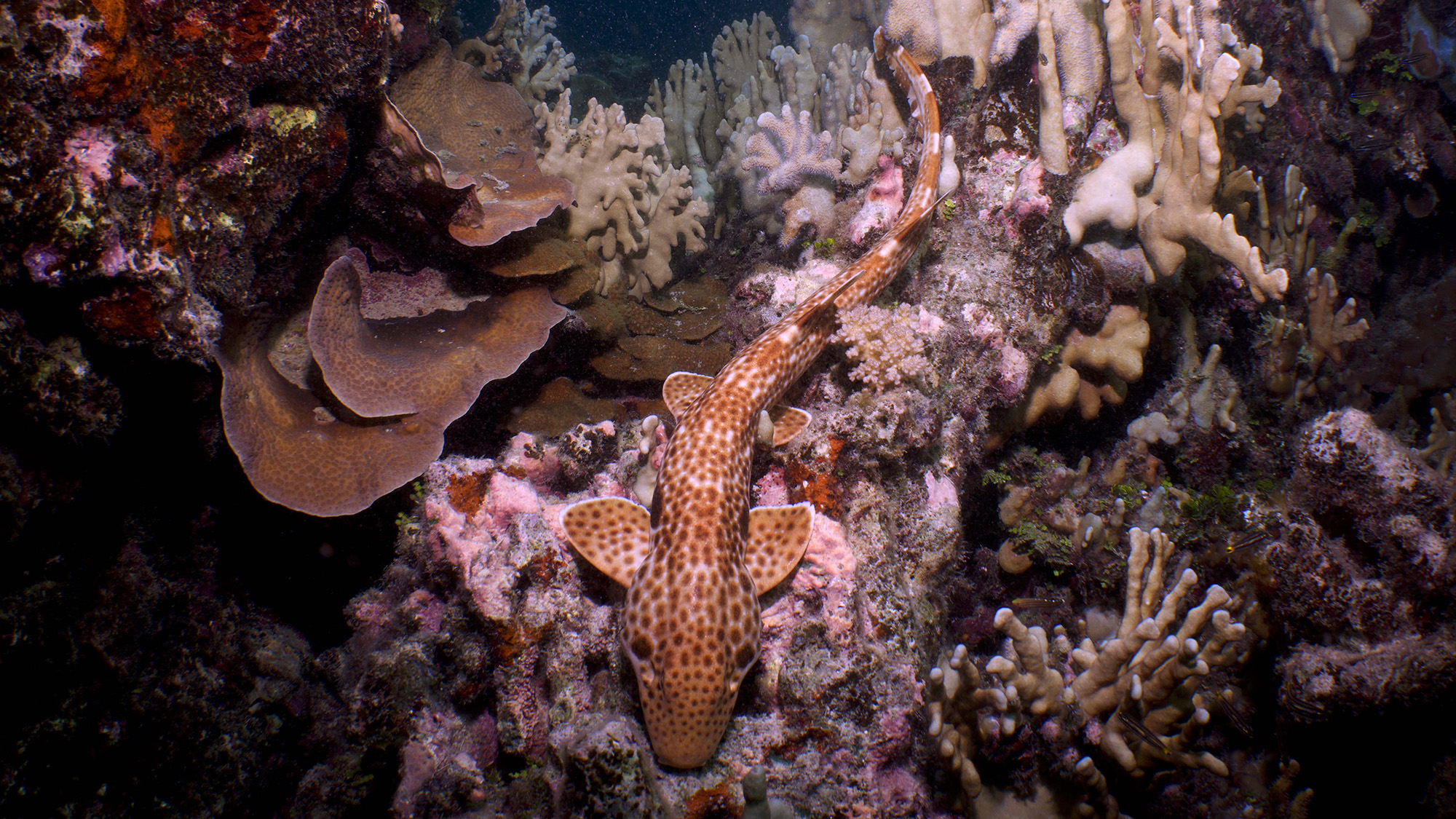 A close up of a brown and white dotted shark amidst corals.