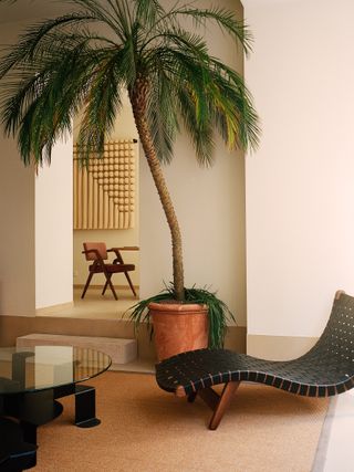 A corner of the showroom with a palm tree and lounge chair with woven leather seat