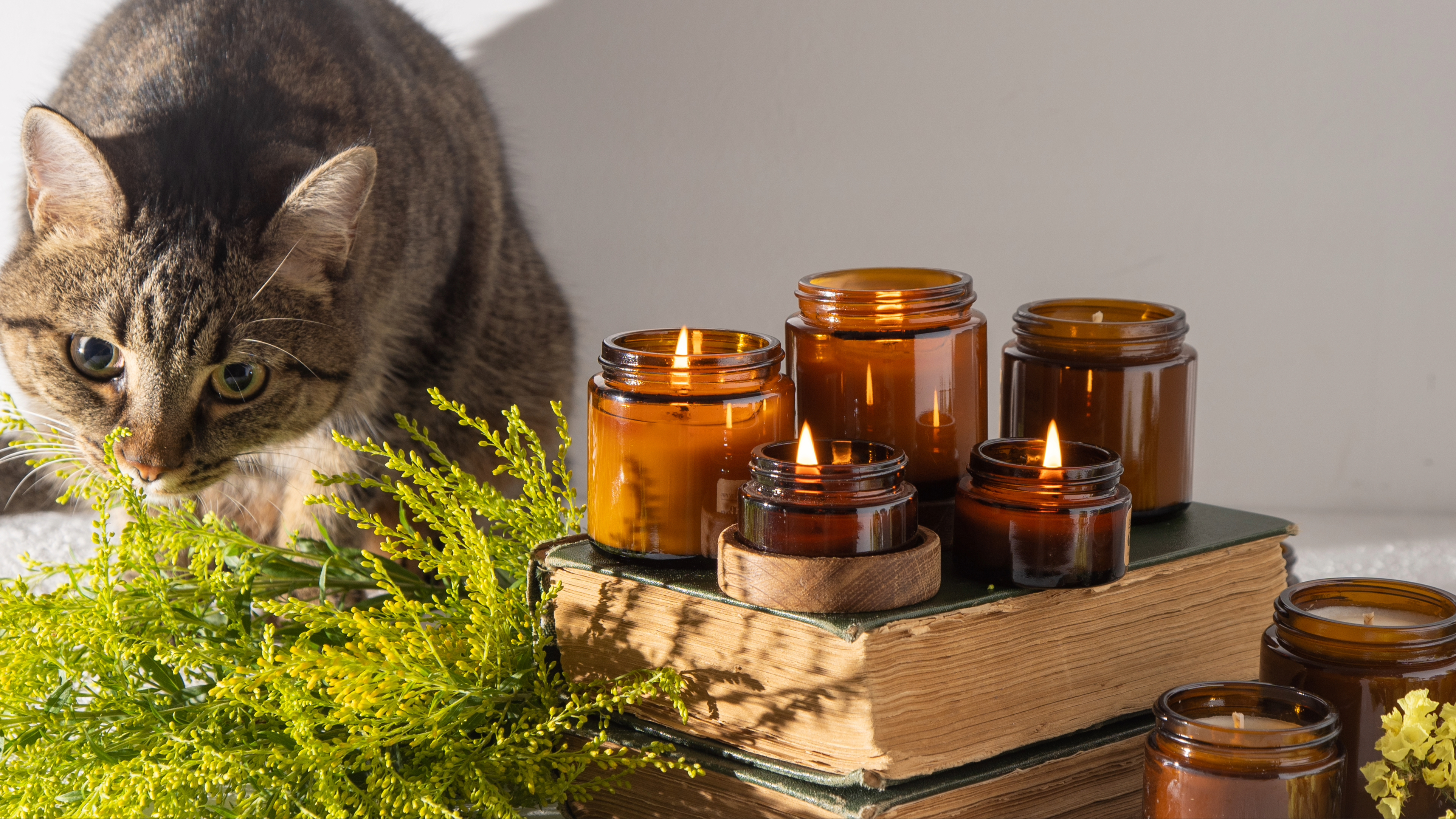 Cat and candles