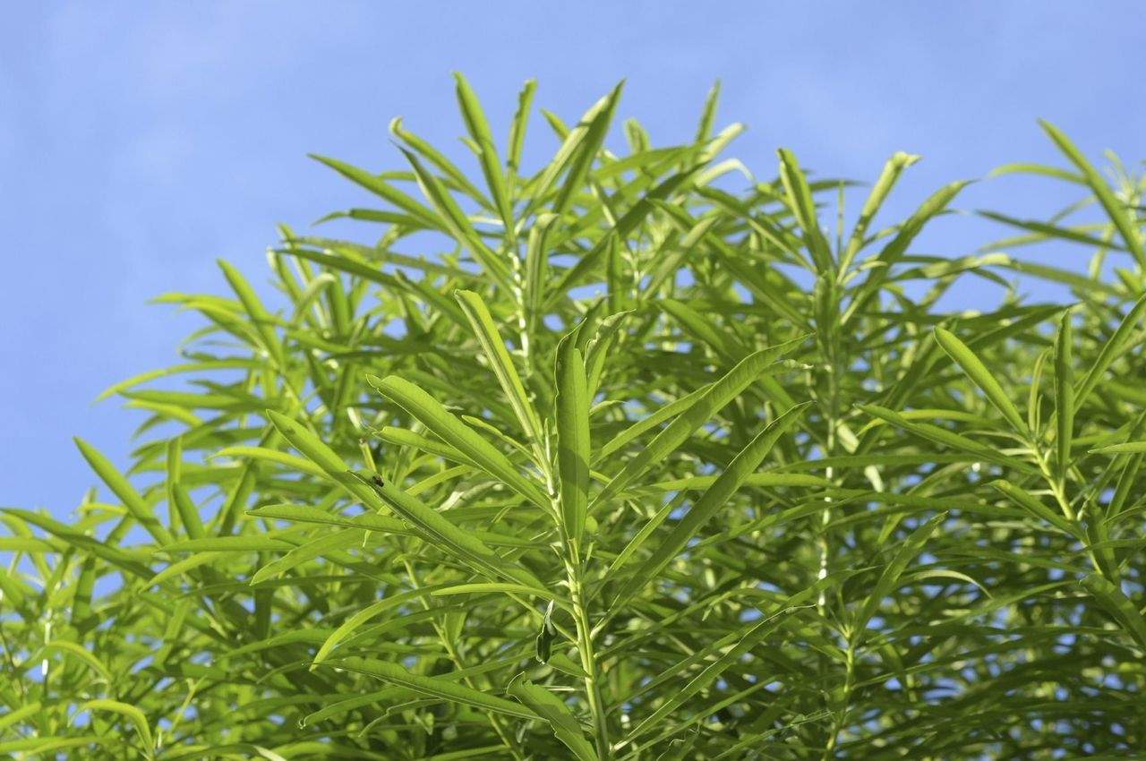 Green Oleander Plant With No Flowers