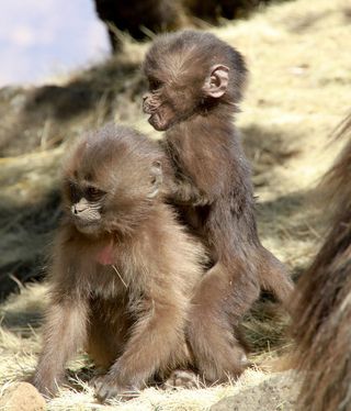 Gelada monkeys, like this pair of juveniles, spend a good chunk of time in social activities.