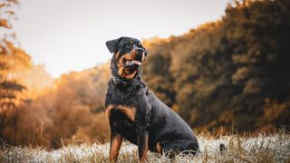 Rottweiler sitting in the field