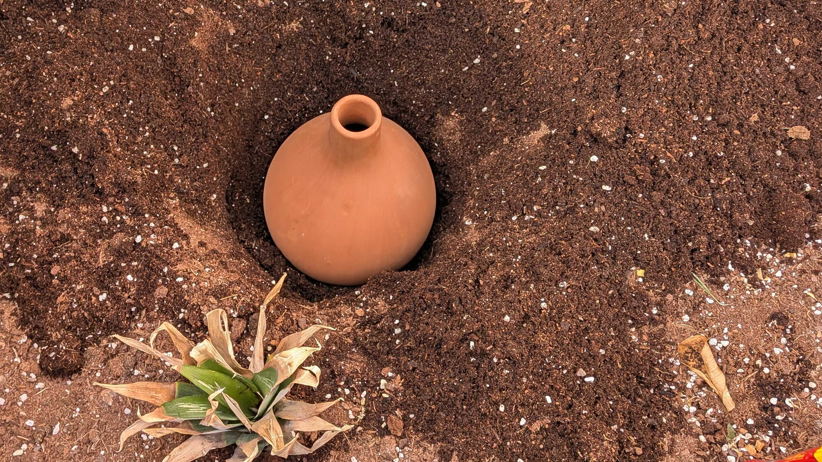 Ollas irrigation pot sitting in hole in soil