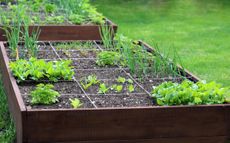 vegetable growing in a raised bed in an urban backyard