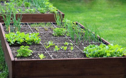 vegetable growing in a raised bed in an urban backyard