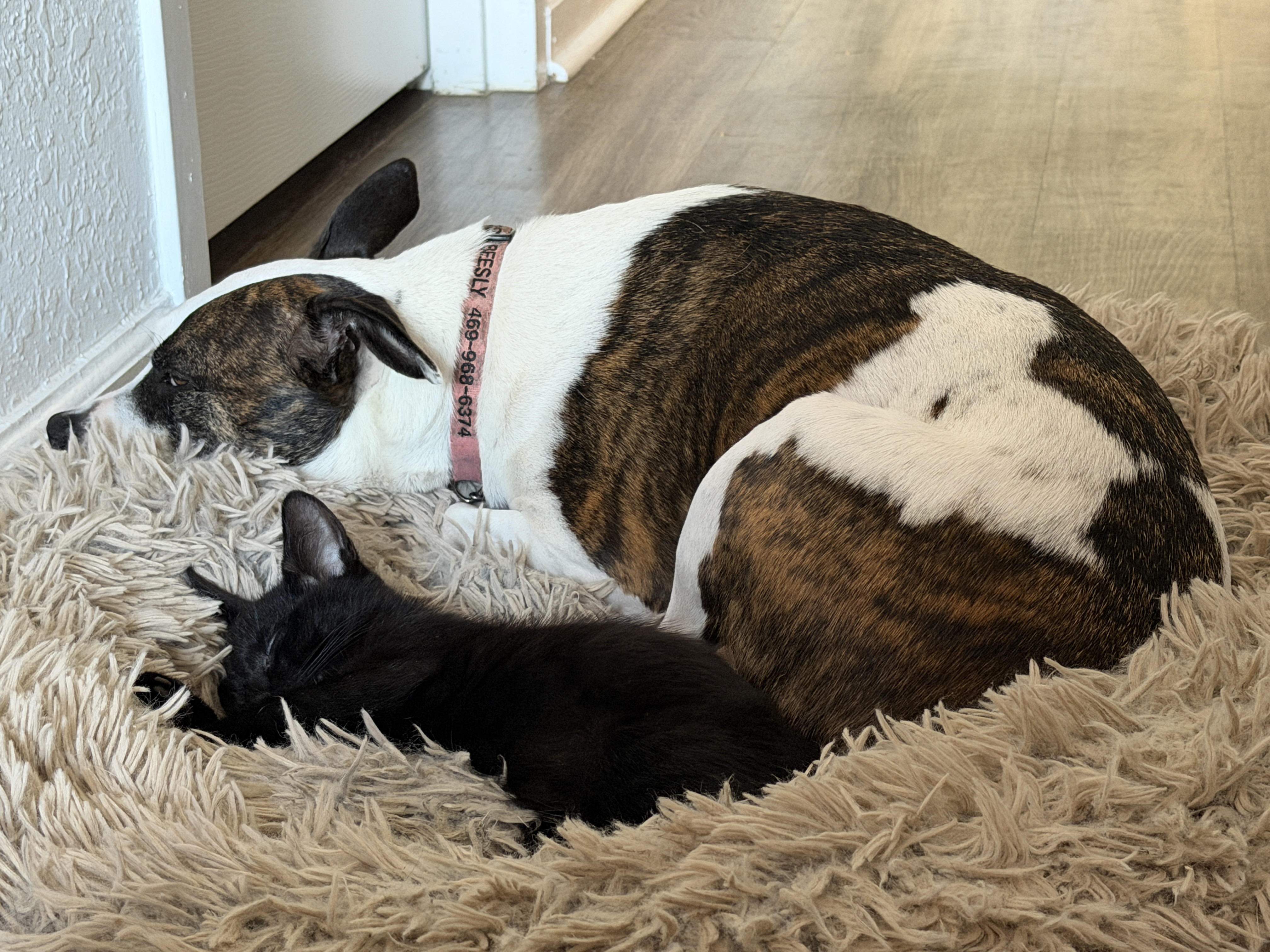 Camera image samples taken with an iPhone 17 Pro Max