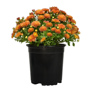 A bronze chrysanthemum plant in a pot