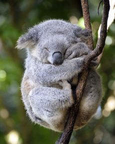 sleeping koala