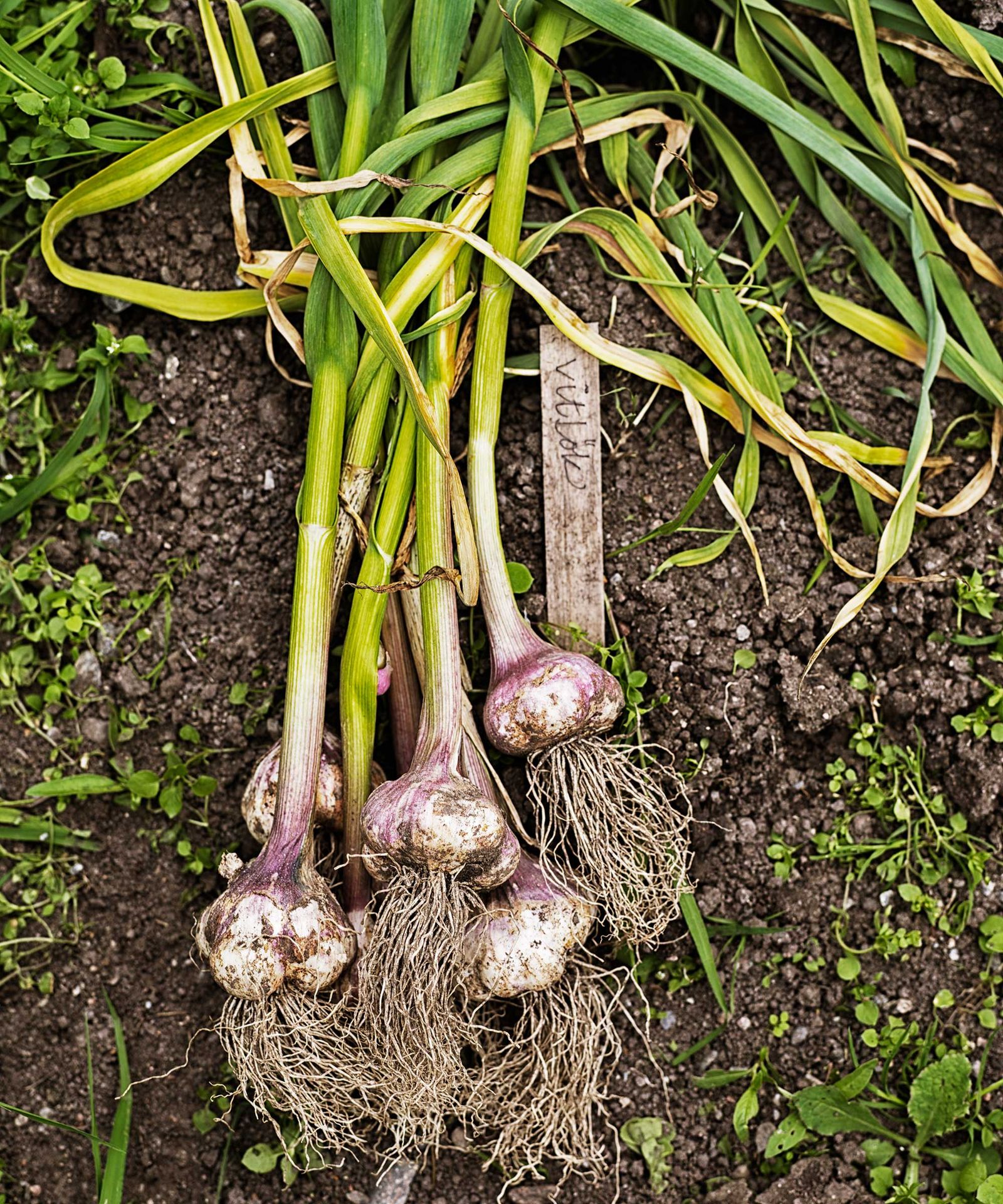 When to harvest garlic quick tips for a successful harvest Gardeningetc