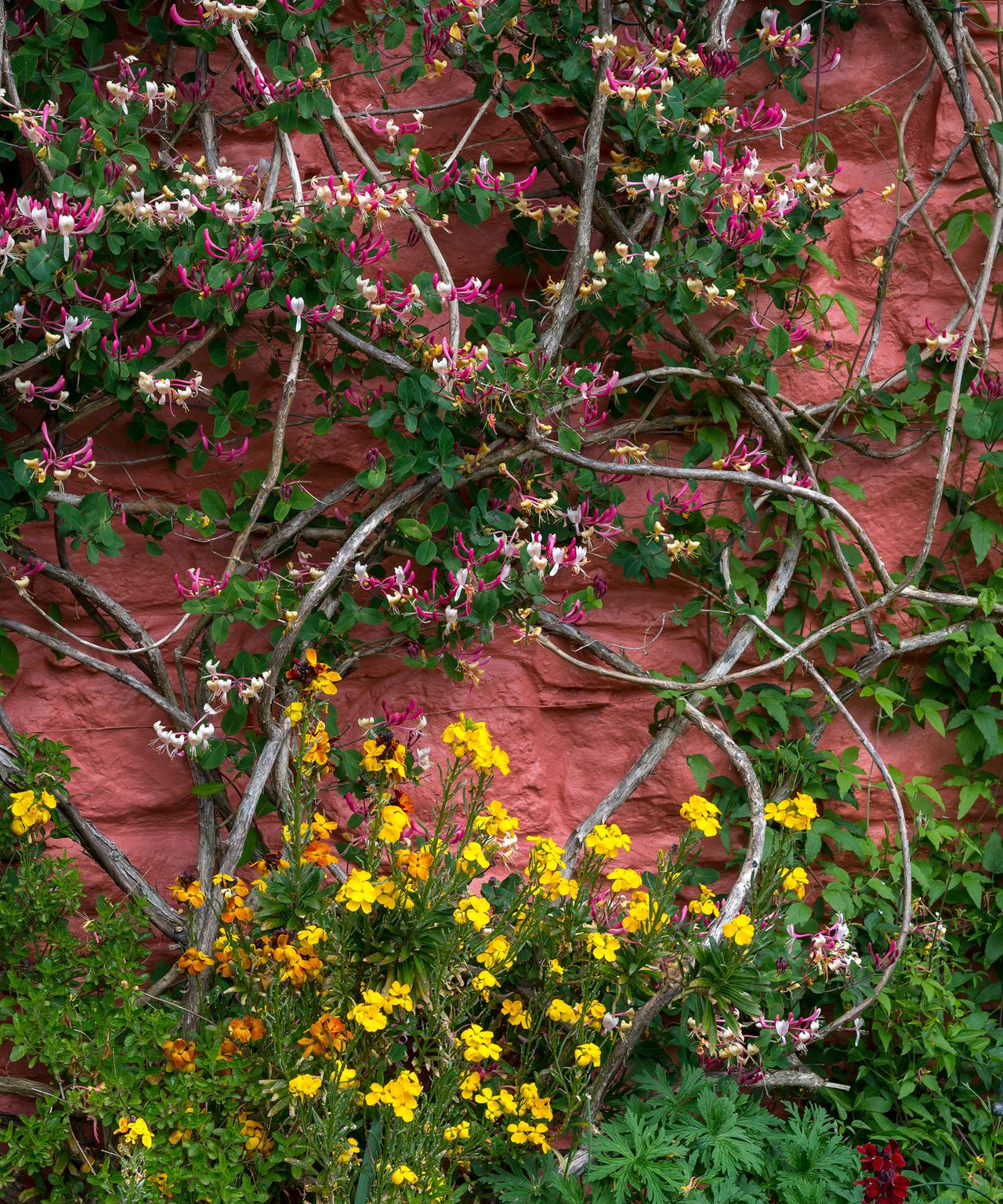 Plants for north facing walls 11 picks for a shady boundary Gardeningetc