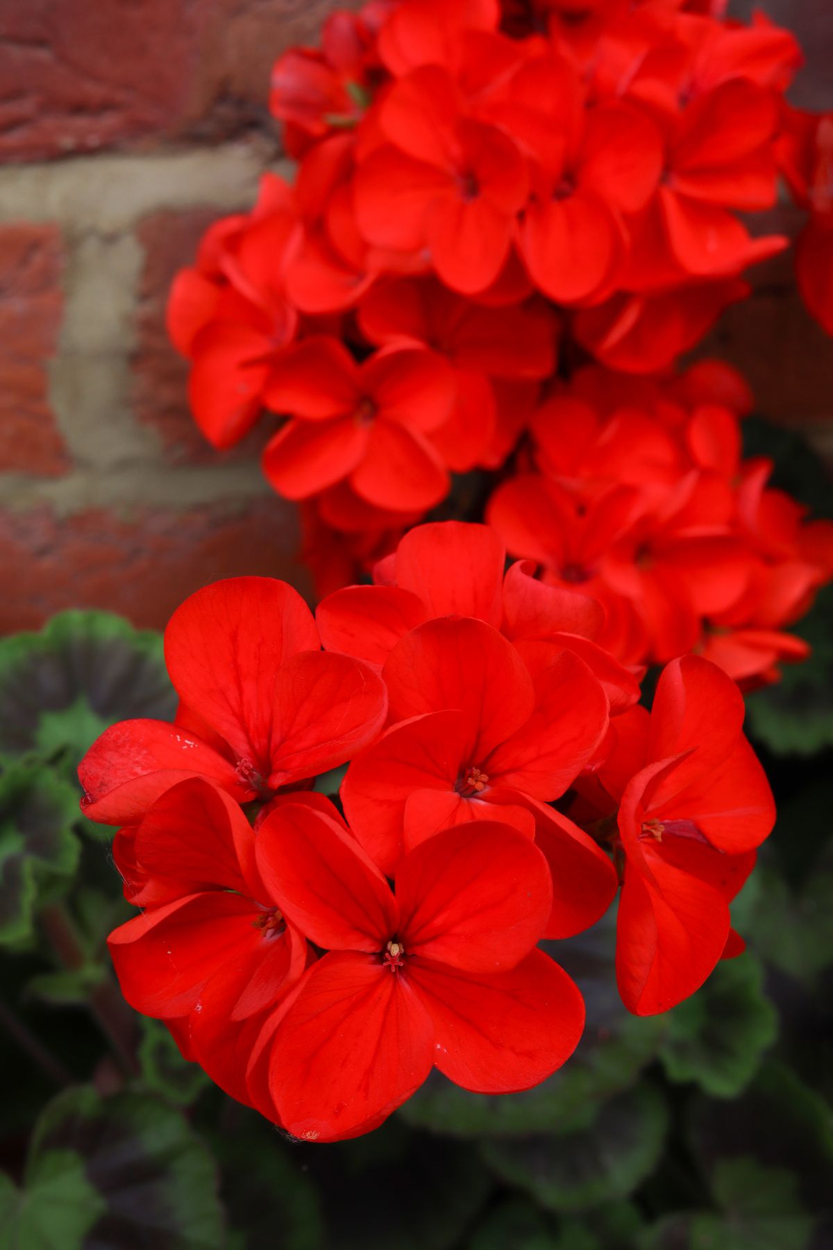 Canon EOS R100 sample image