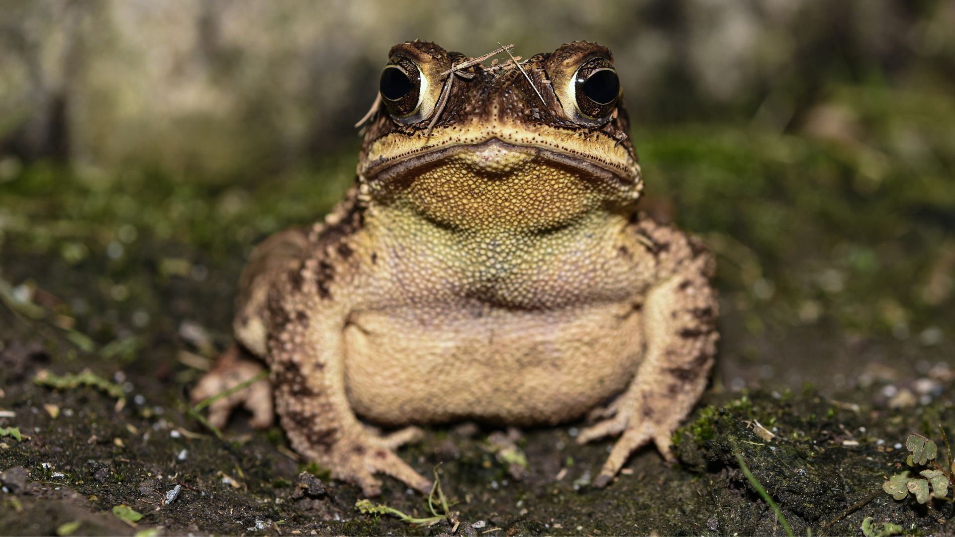 Southern Toad sitting on mud