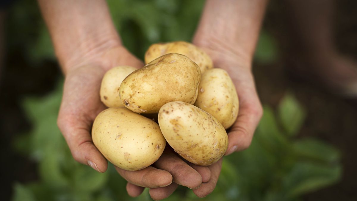 Someone holding potatoes