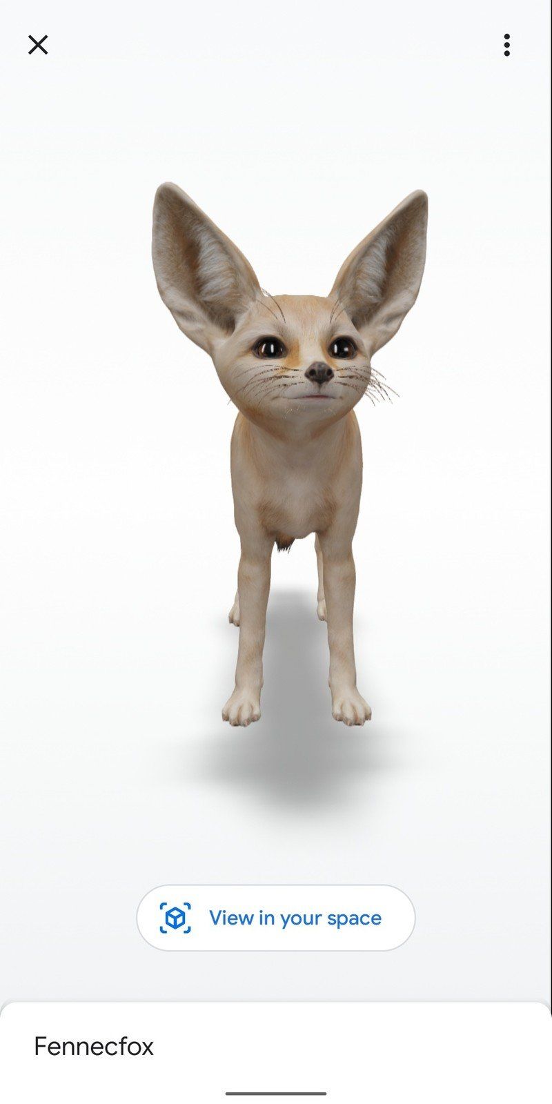 Fennecfox
