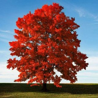 Brandywine Red Maple Tree