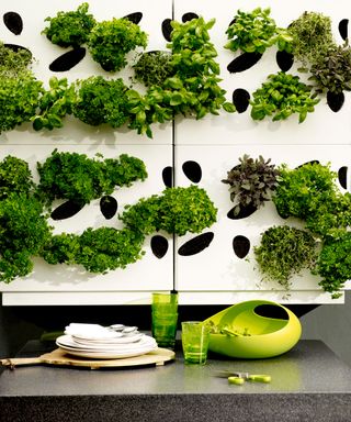 Garden wall ideas with herbs growing out of a white wall covering with irregular shaped holes.